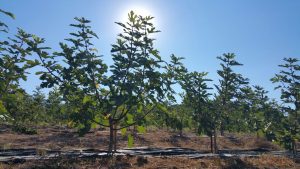 Finca Bellicar_HaciendasBio