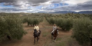 Paseo a caballo por el olivar
