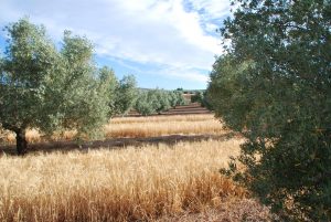 Foto_cultivo cebada en olivar Jaén 2